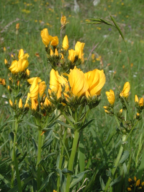 Linum capitatum / Lino capitato